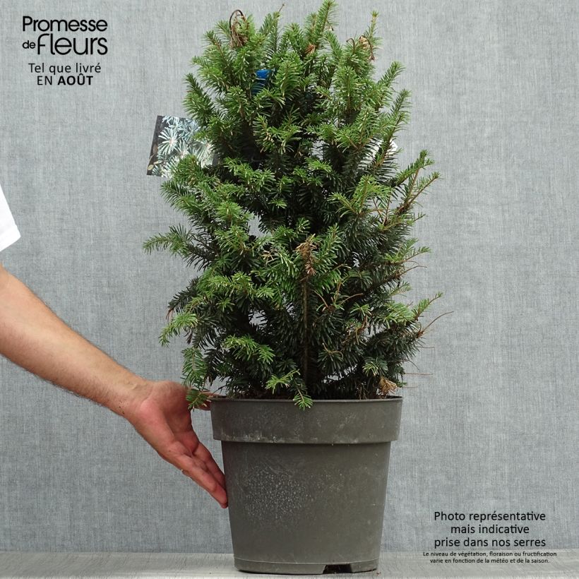 Esemplare di Abete bianco Pyramidalis - Abies alba Vaso da 3L/4L consegnato in estate