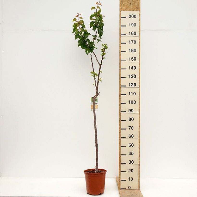 Albicocco Bergeron Vaso da 7,5L/10L, Vaso impalcato medio esemplare consegnato in primavera