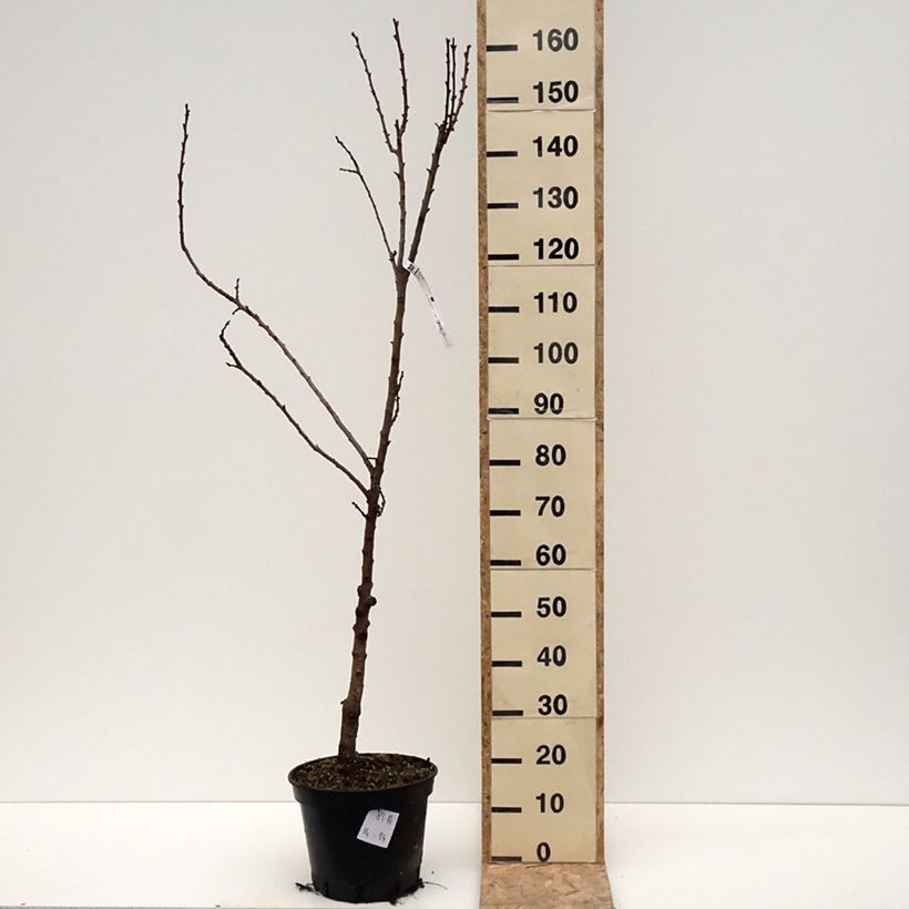 Albicocco Bergeval Vaso da 7,5L/10L, Vasetto esemplare consegnato in inverno