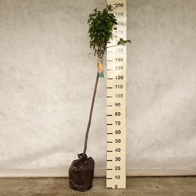 Esemplare di Albicocco Doucoeur Zolla 'Pronta da piantare', Vaso impalcato medio consegnato in estate