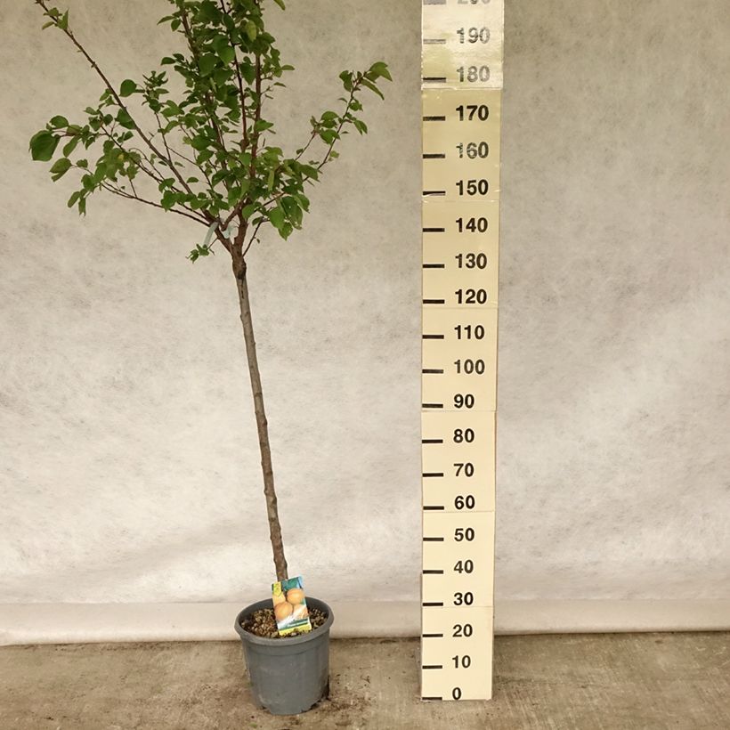 Esemplare di Albicocco Hargrand Vaso da 12L/15L, Vaso impalcato medio consegnato in estate