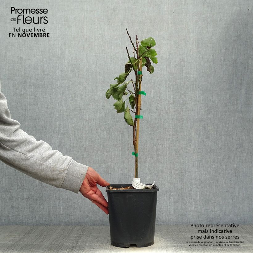 Esemplare di Albicocco Fruit Me Apricot Me Pending Vaso da 4L/5L, Nano come consegnato in autunno