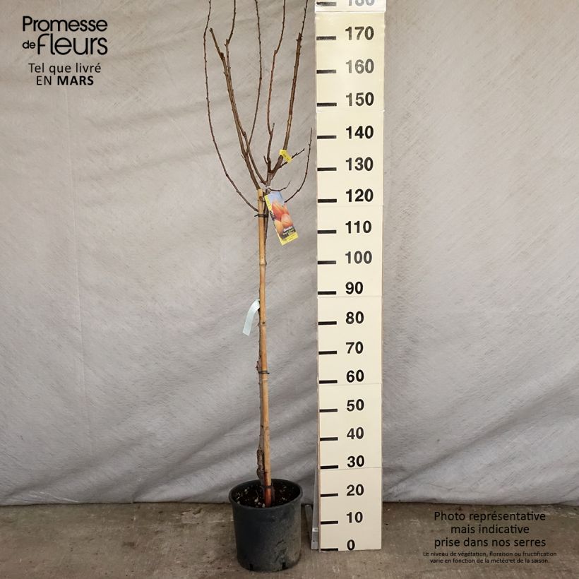 Albicocco Polonais Vaso da 7,5L/10L, Vaso impalcato medioAltezza consegnata circa 150/175cm esemplare consegnato in primavera
