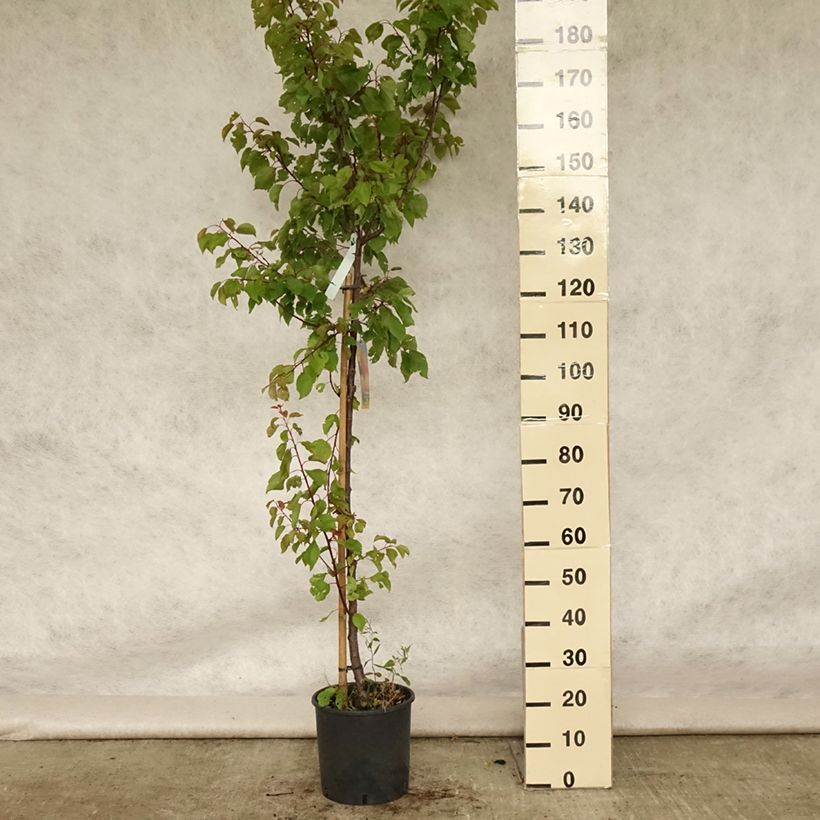 Esemplare di Albicocco Polonais Vaso da 7,5L/10L, Vasetto consegnato in estate