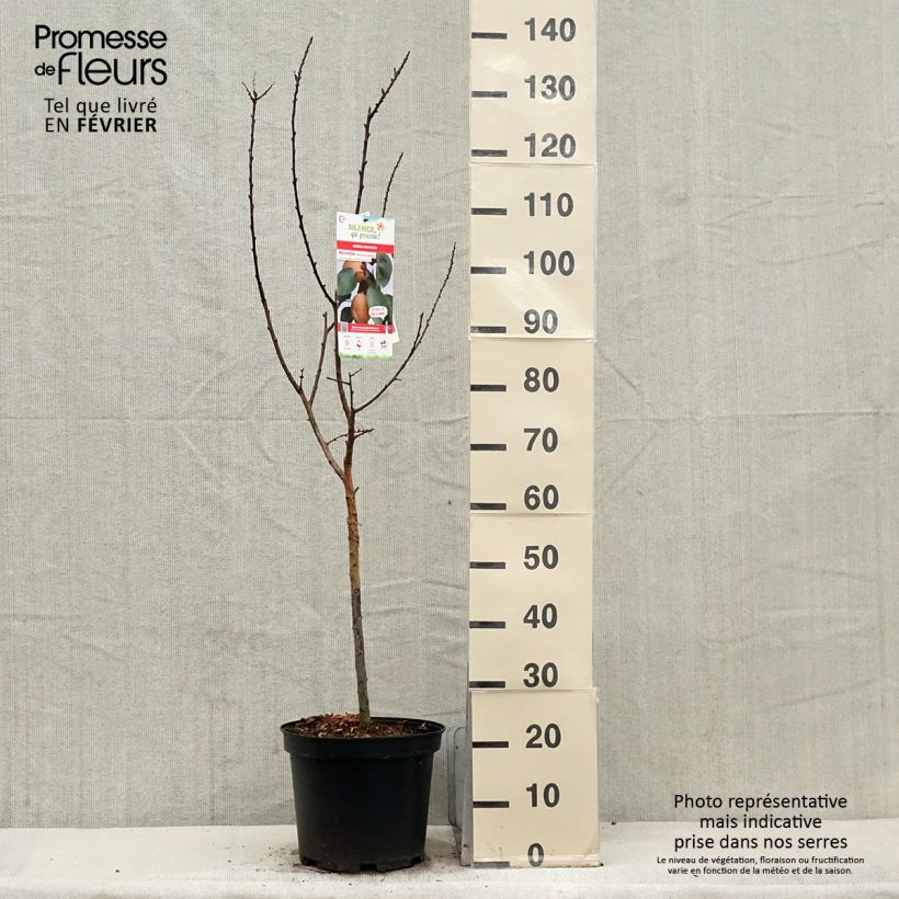 Albicocco Précoce de Saumur Vaso da 7,5L/10L, Vasetto esemplare consegnato in inverno
