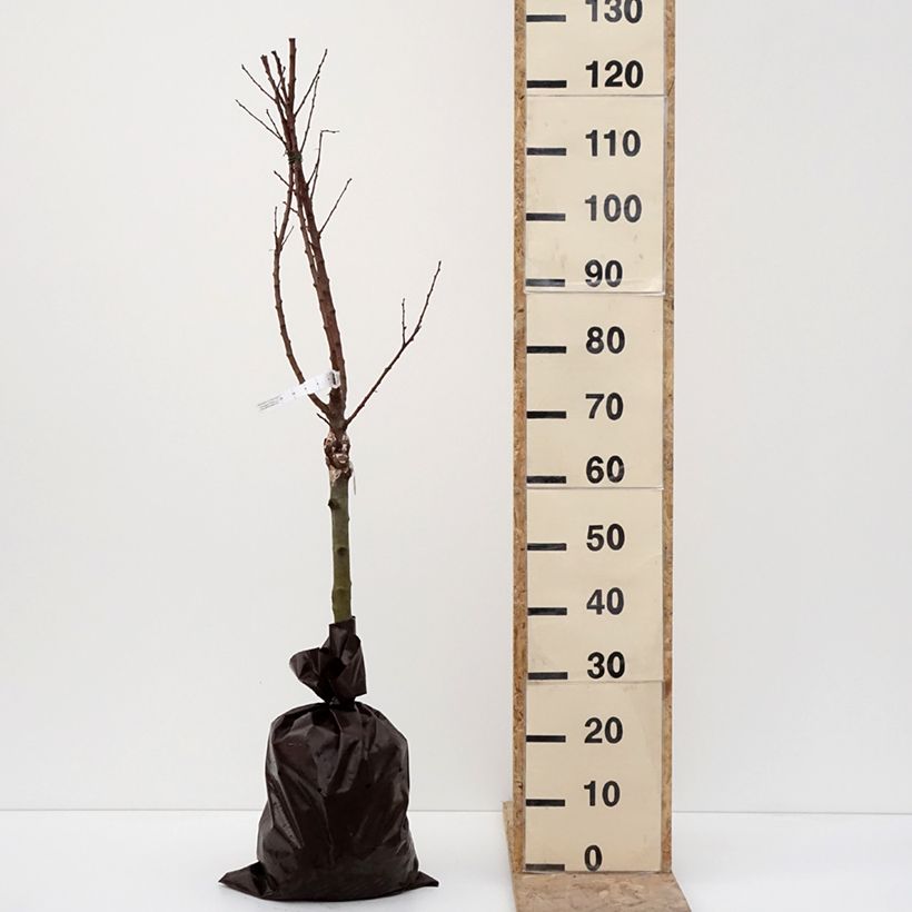 Albicocco Compacta Zolla 'Pronta da piantare', Vaso impalcato basso esemplare consegnato in inverno