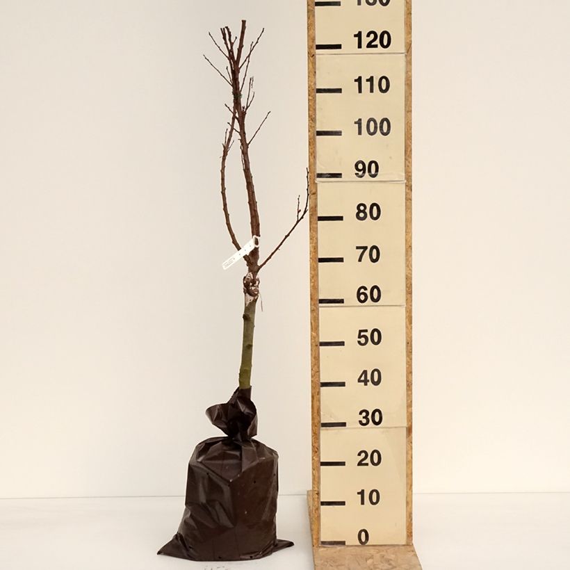 Albicocco Compacta Zolla 'Pronta da piantare', Vaso impalcato bassoAltezza consegnata circa 100/+cm esemplare consegnato in primavera