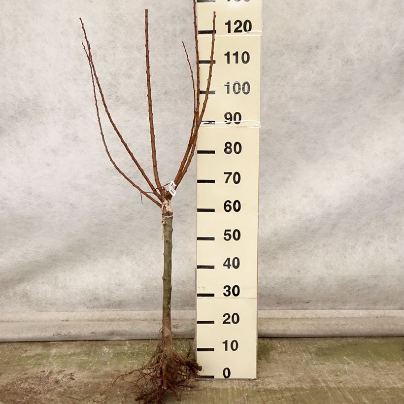 Esemplare di Albicocco Compacta Piante grandi a radice nuda, Vaso impalcato basso come consegnato in autunno