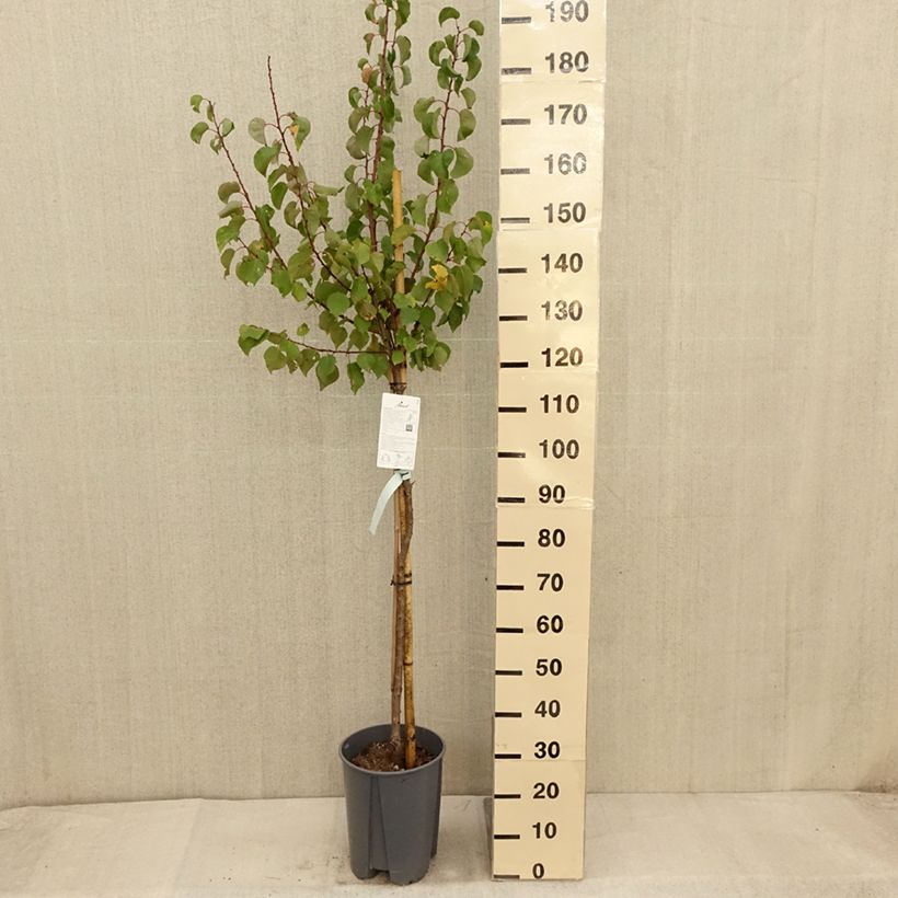 Esemplare di Albicocco Rossa del Roussillon Bio Vaso da 7,5L/10L, Vaso impalcato medio come consegnato in autunno
