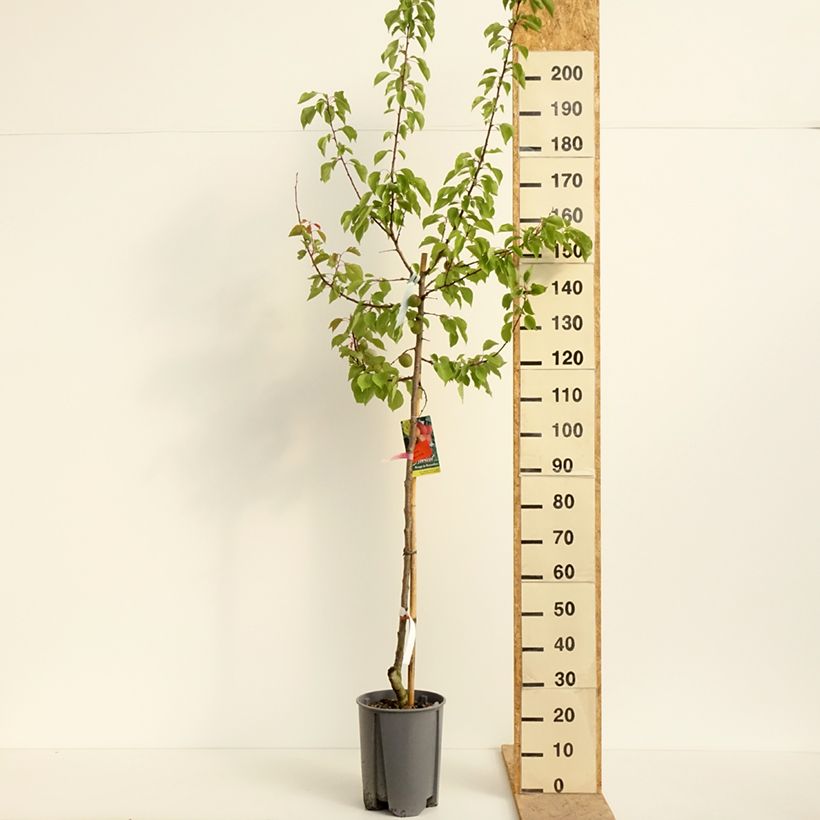 Albicocco Rossa del Roussillon Bio Vaso da 7,5L/10L, Vaso impalcato medio esemplare consegnato in primavera