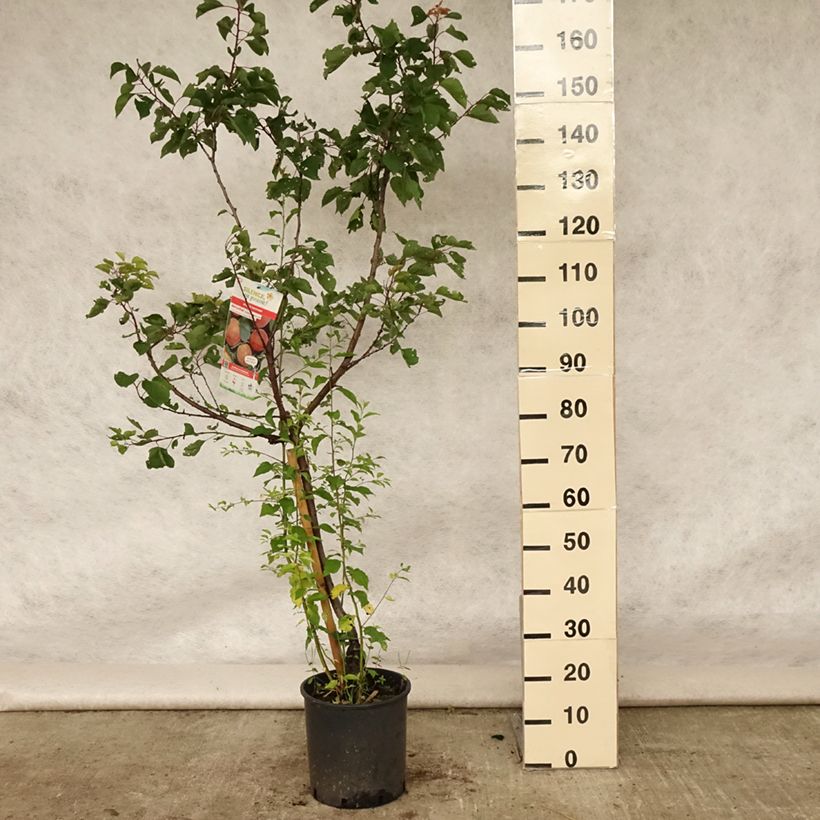 Esemplare di Albicocco Rossa del Roussillon Bio Vaso da 7,5L/10L, Vasetto consegnato in estate