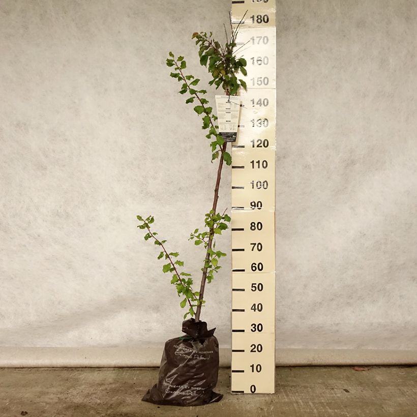 Esemplare di Albicocco Rouge Tardif Delbard 'Delmast' Zolla 'Pronta da piantare', Vaso impalcato medio consegnato in estate