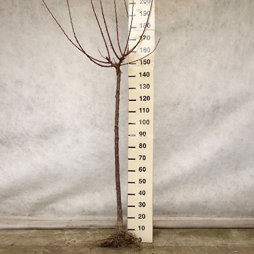 Esemplare di Albicocco Rouge Tardif Delbard 'Delmast' Piante grandi a radice nuda, Vaso impalcato medio come consegnato in autunno