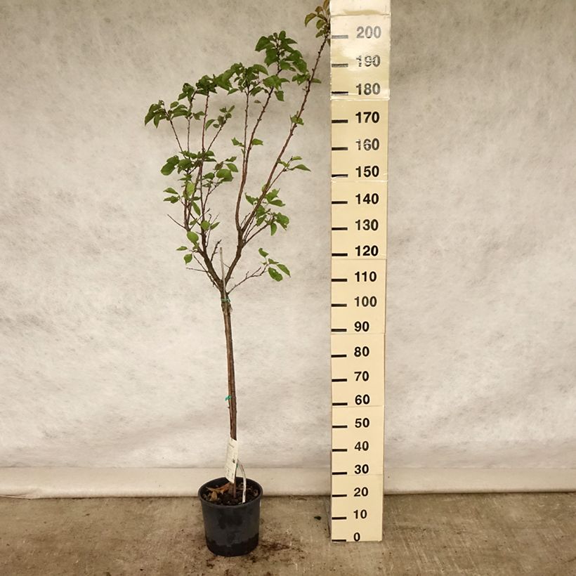 Esemplare di Albicocco Tardif de Tain Vaso da 7,5L/10L, Vaso impalcato medio consegnato in estate