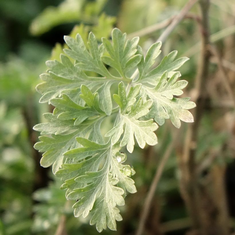 Artemisia absinthium - Assenzio maggiore (Fogliame)