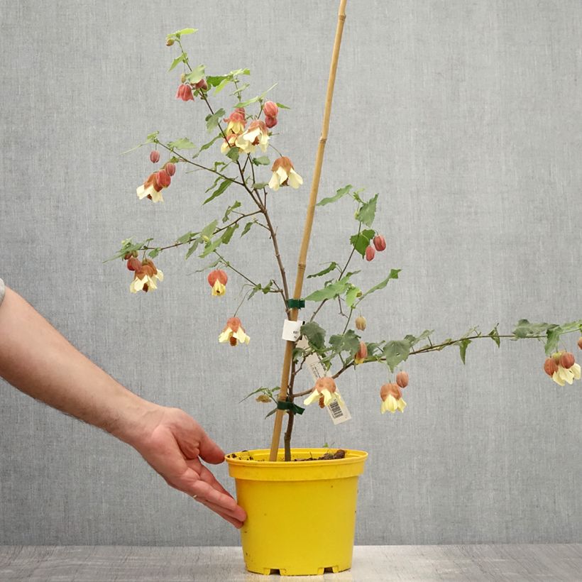 Esemplare di Abutilon megapotamicum Vaso da 3L/4L consegnato in estate
