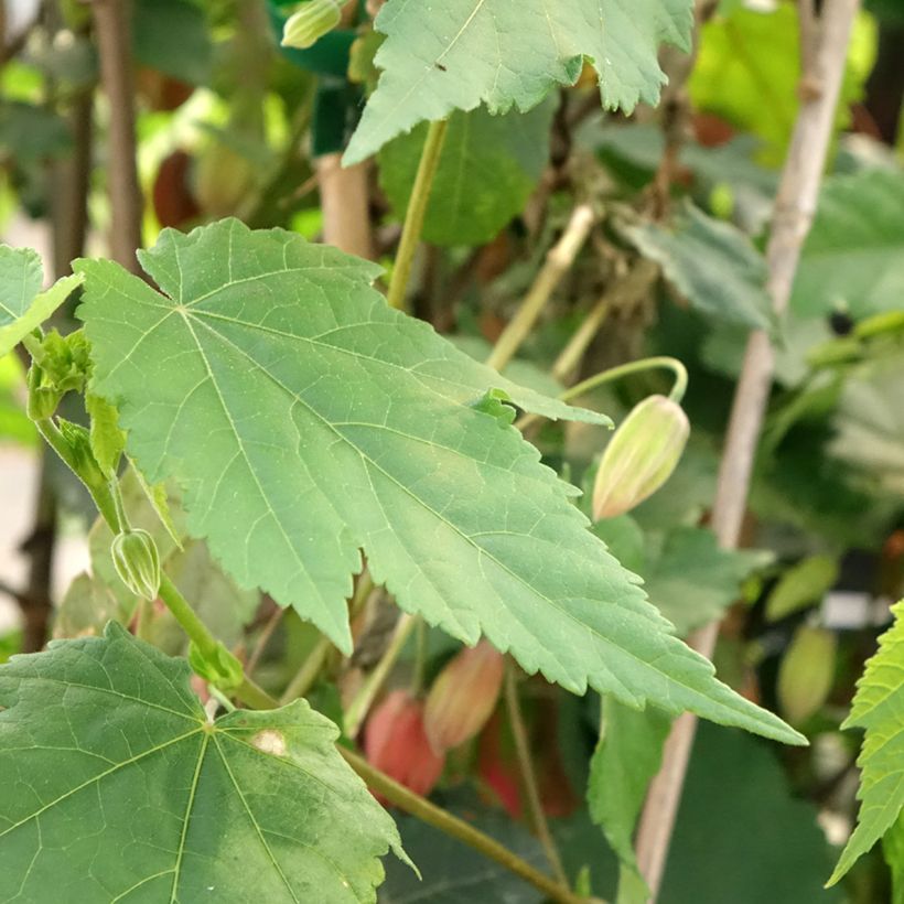 Abutilon Pink Charm (Fogliame)