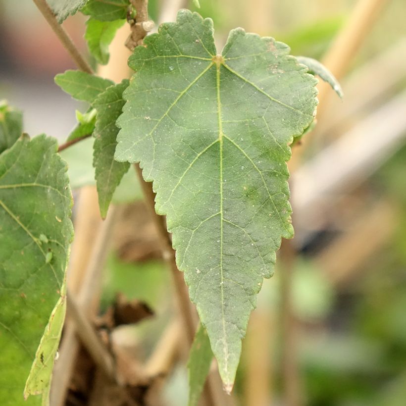 Abutilon Pink Charm (Fogliame)
