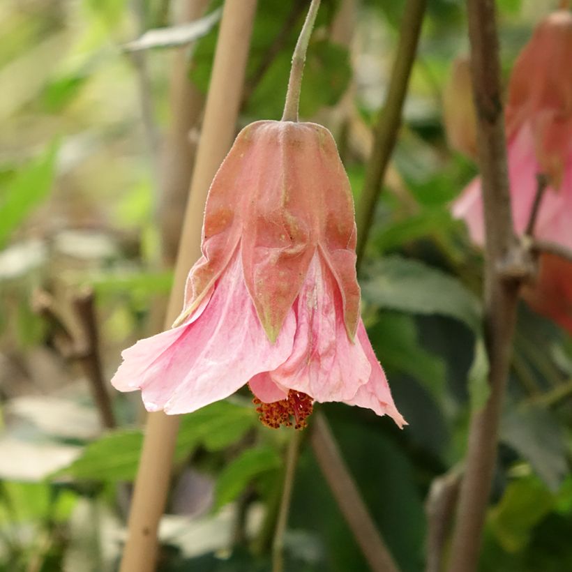 Abutilon Pink Charm (Fioritura)