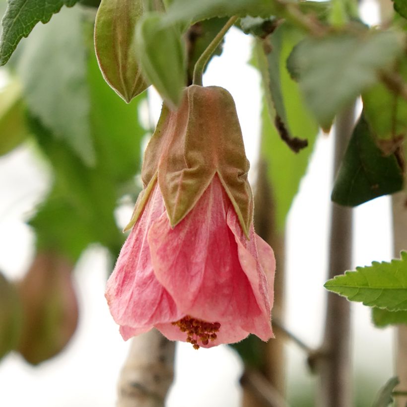 Abutilon Pink Charm (Fioritura)
