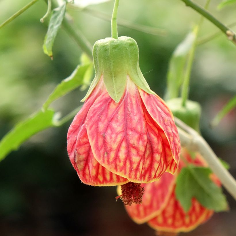 Abutilon striatum Redvein (Fioritura)