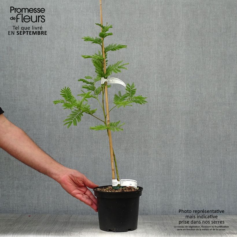 Esemplare di Acacia dealbata Gaulois Astier - Mimosa Vaso da 2L/3L come consegnato in autunno
