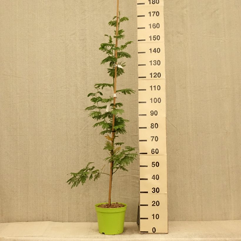 Esemplare di Acacia dealbata Gaulois Astier - Mimosa Vaso da 7,5L/10L consegnato in estate