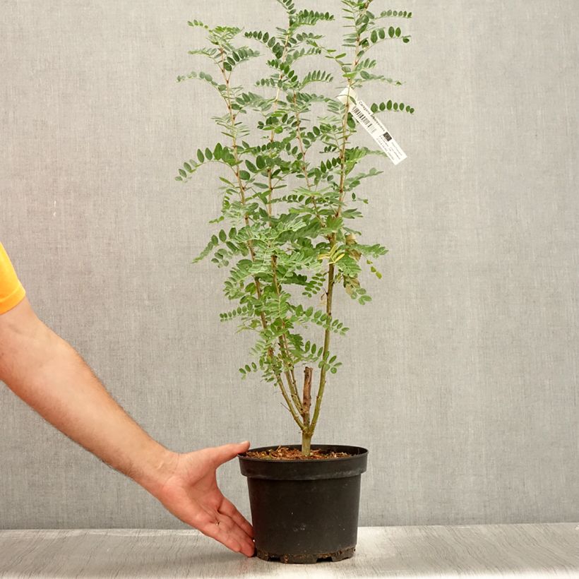 Esemplare di Caragana arborescens Vaso da 2L/3L consegnato in estate