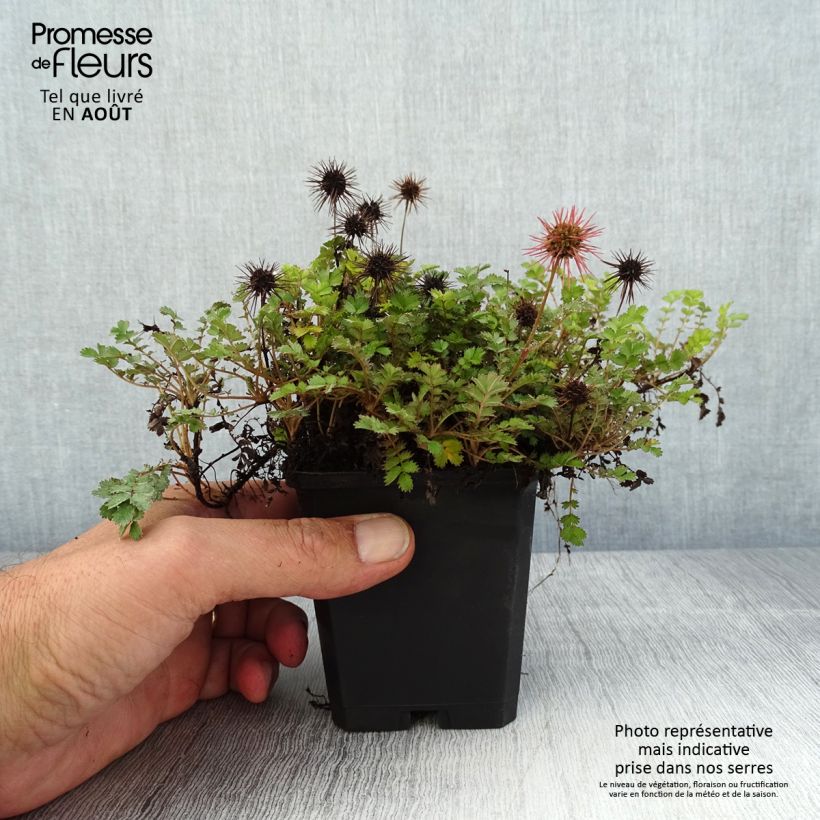 Esemplare di Acaena microphylla Dichte Matte Vasetto da 8/9 cm consegnato in estate