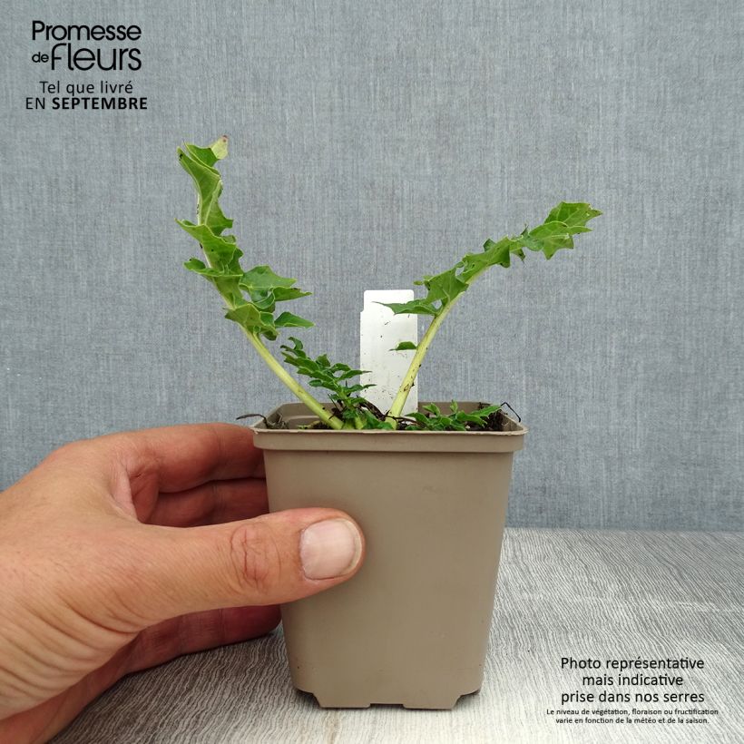 Esemplare di Acanthus Morning Candle Vasetto da 8/9 cm consegnato in estate