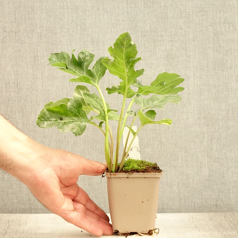 Esemplare di Acanthus mollis Latifolius Vasetto da 8/9 cm consegnato in estate