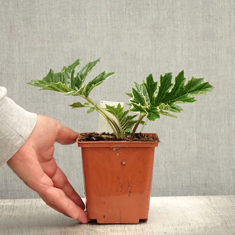Esemplare di Acanthus mollis Whitewater Vaso da 1L/1,5L consegnato in estate