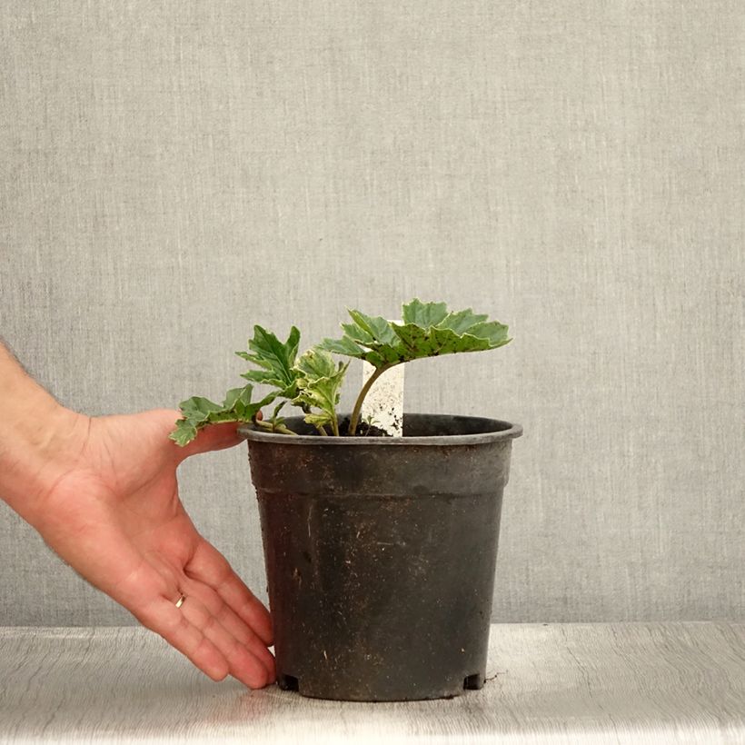 Esemplare di Acanthus mollis Whitewater Vaso da 2L/3L consegnato in estate