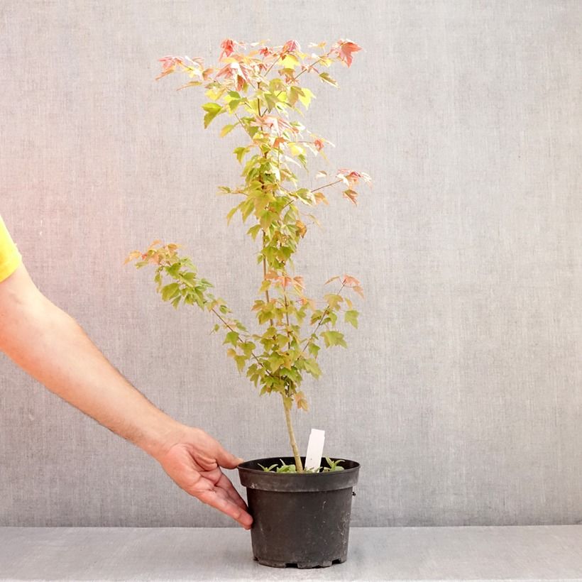 Esemplare di Acer buergerianum - Acero tridente Vaso da 2L/3L consegnato in estate