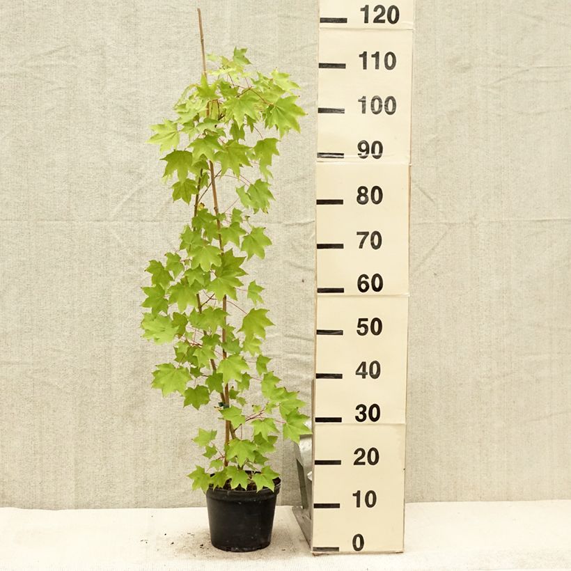 Esemplare di Acer cappadocicum Rubrum - Érable de Colchide rouge Pot de 3L/4LHauteur livrée env. 80/100cm consegnato in estate