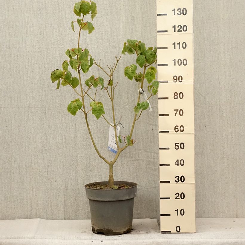 Esemplare di Acer conspicuum Silver Vein - Acero pelle di serpente Vaso da 12L/15L consegnato in estate