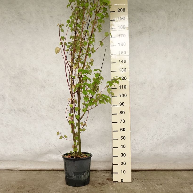 Esemplare di Acer davidii Vaso da 20L/25L consegnato in estate