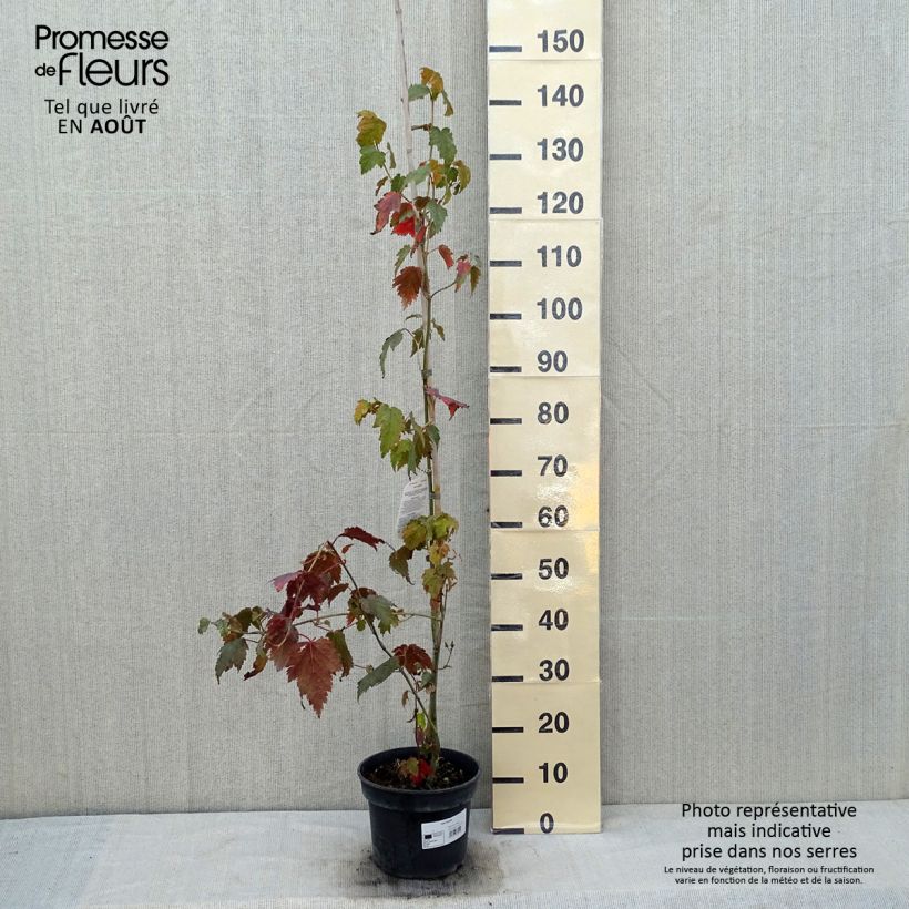 Esemplare di Acer davidii Vaso da 4L/5L consegnato in estate
