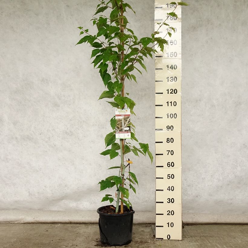 Esemplare di Acer davidii Viper Vaso da 12L/15L consegnato in estate