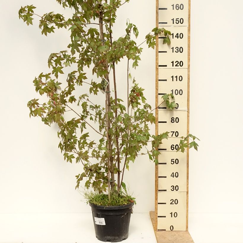 Acer negundo Auratum Vaso da 7,5L/10L esemplare consegnato in primavera