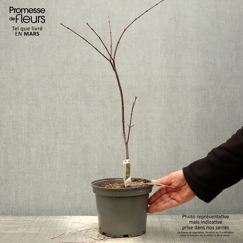 Acer palmatum Dissectum Atropurpureum - Acero giapponese Vaso da 3L/4LAltezza consegnata circa 30/40cm esemplare consegnato in primavera