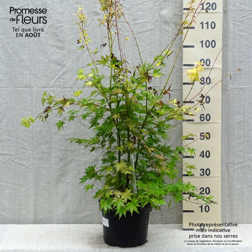 Esemplare di Acer palmatum Orange Dream - Acero giapponese Vaso da 7,5L/10L consegnato in estate