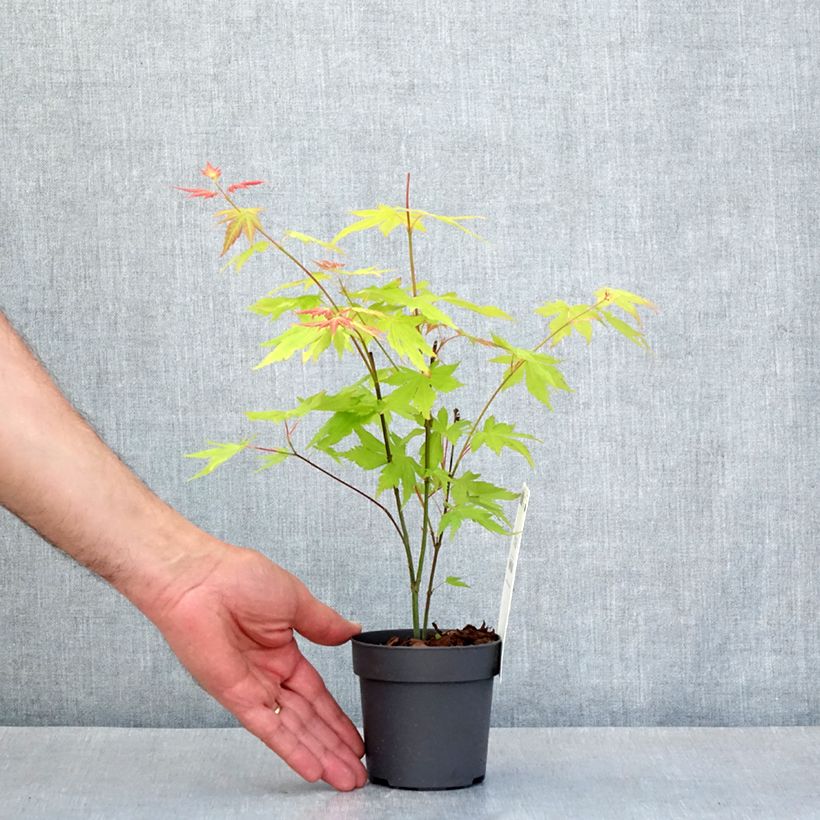Acer palmatum Orange Dream - Acero giapponese Vasetto da 8/9 cm esemplare consegnato in primavera