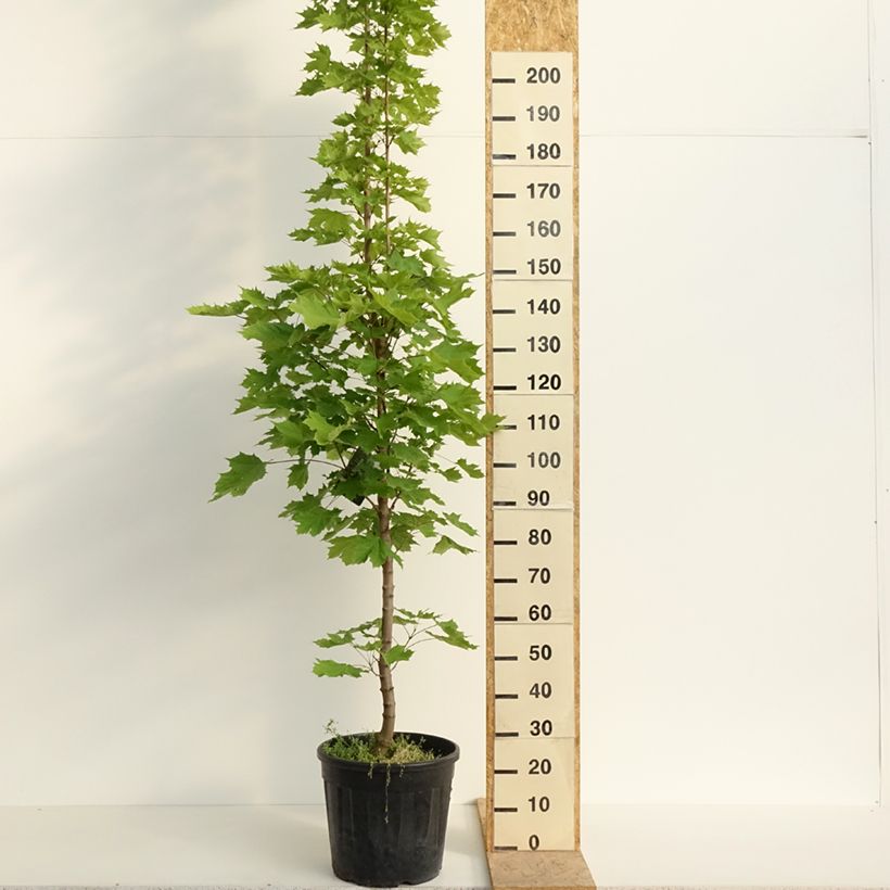 Acer platanoides Columnare - Acero riccio Vaso da 20L/25L esemplare consegnato in primavera
