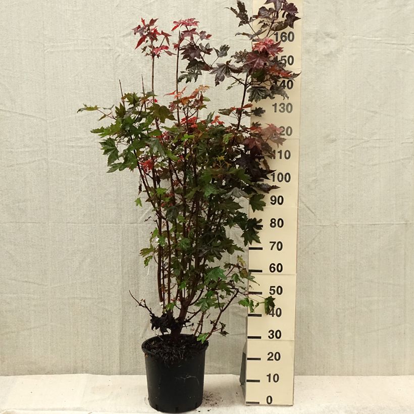 Esemplare di Acer platanoides Crimson Sentry - Acero riccio Vaso da 12L/15L consegnato in estate