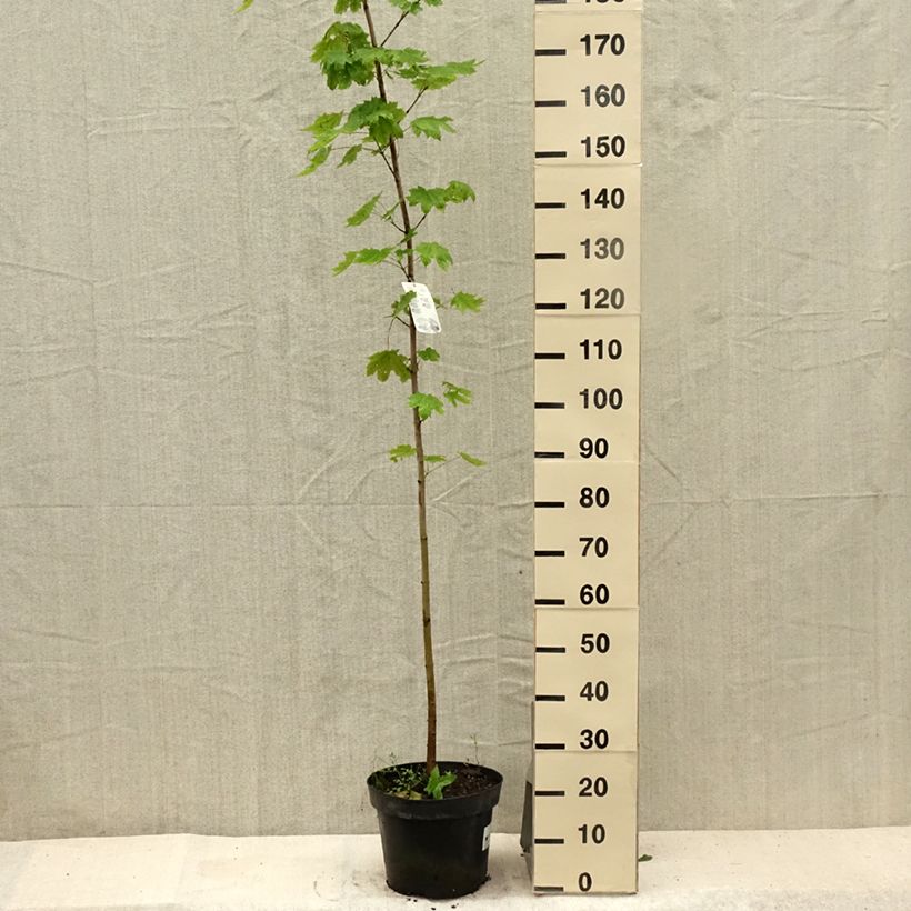 Esemplare di Acer platanoides - Acero riccio Vaso da 7,5L/10L consegnato in estate