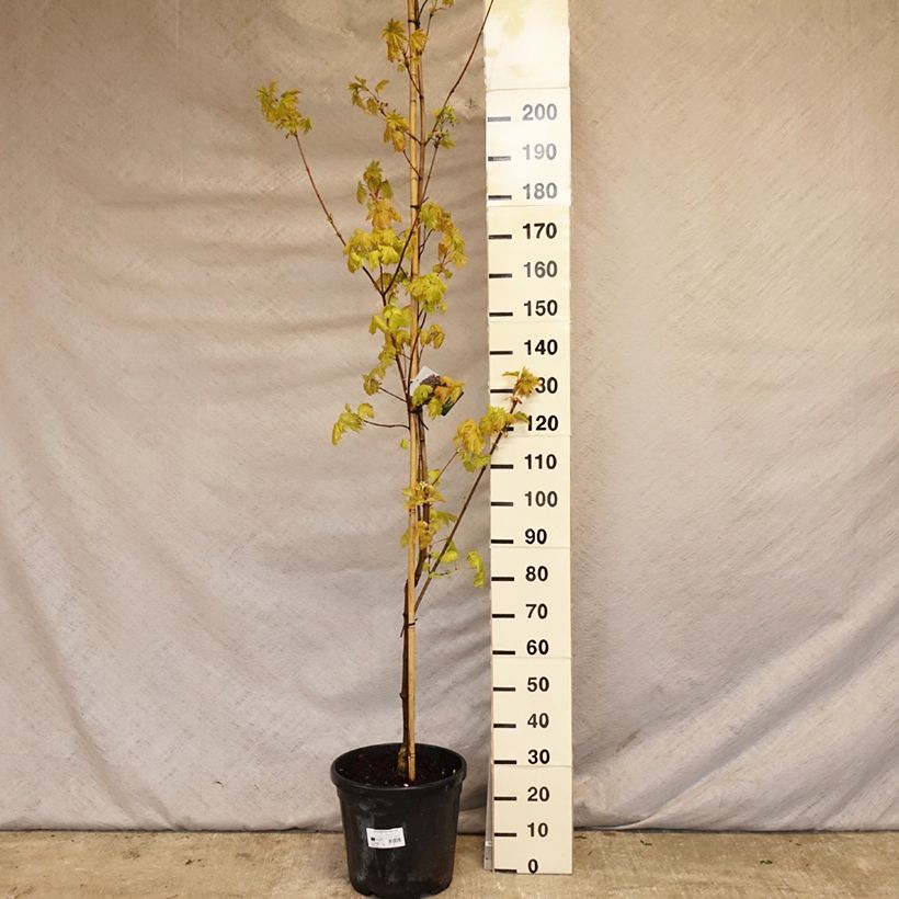Acer platanoides Royal Red - Acero riccio Vaso da 20L/25L esemplare consegnato in primavera