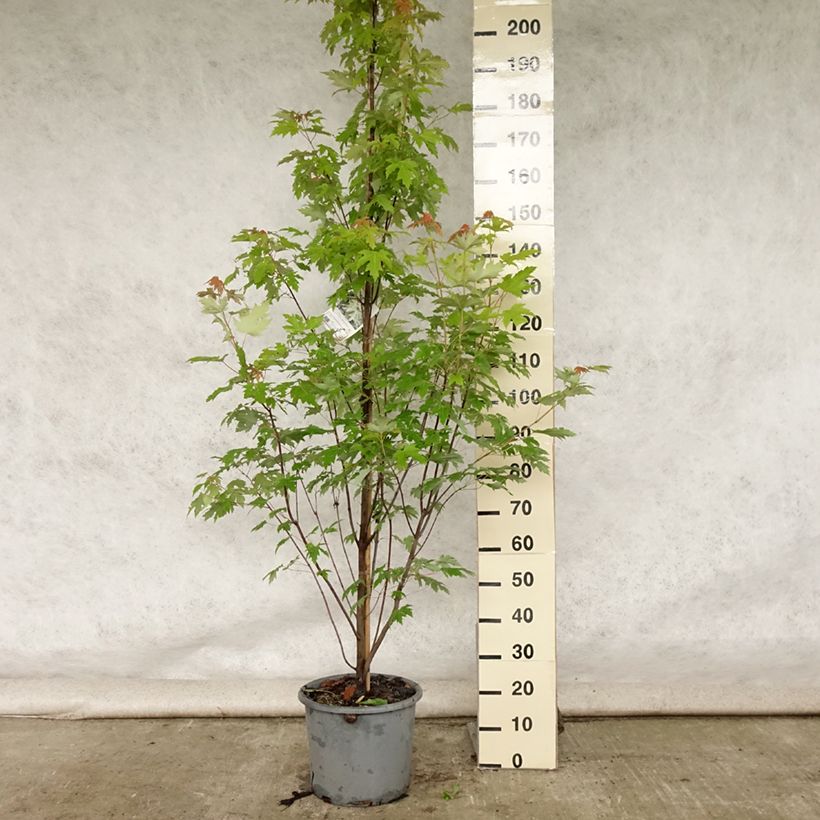 Esemplare di Acer saccharinum Pyramidale Vaso da 12L/15L consegnato in estate