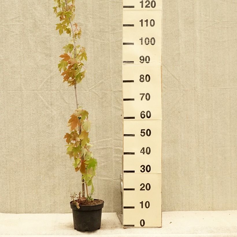 Esemplare di Acer saccharinum Pyramidale Vaso da 3L/4L consegnato in estate