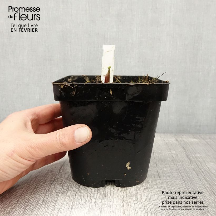 Levisticum officinale - Levistico Vaso da 2L/3L esemplare consegnato in inverno